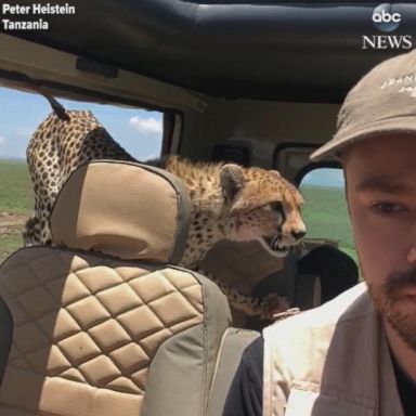 VIDEO: Cheetah jumps into car on safari trip