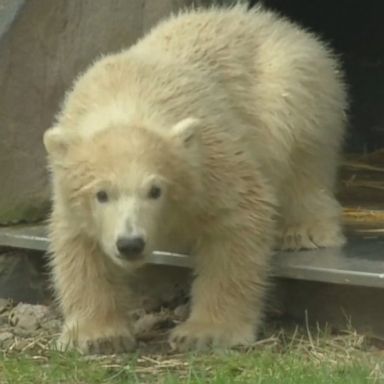 VIDEO: Polar bear cub Nanook and her mother were captured exploring their enclosure for the first time at the Zoom Erlebniswelt zoo in Gelsenkirchen, Germany, on Friday.