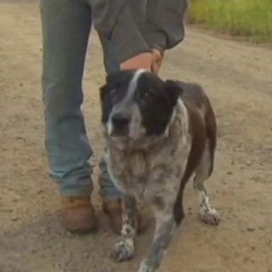 VIDEO: Max led rescuers to a lost three-year-old girl who went missing from her home in Australia.