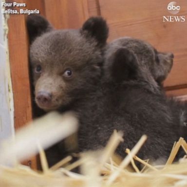 VIDEO: The cubs are recovering at a bear sanctuary located in Bulgaria.