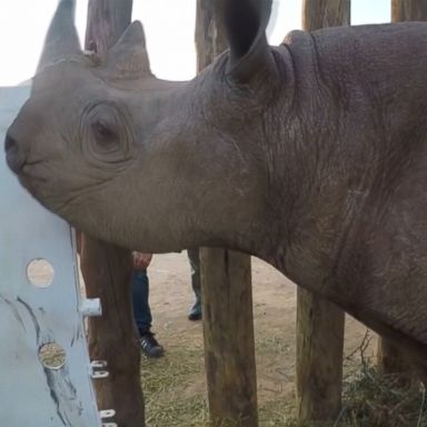 VIDEO: Six black rhinos were flown thousands of miles across the African continent today to Chad, where they were relentlessly hunted to local extinction almost 50 years ago.