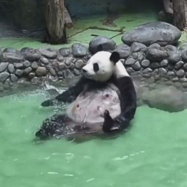 VIDEO: This panda at the Chengdu Research Base of Giant Panda Breeding in China knows how to enjoy bath time.