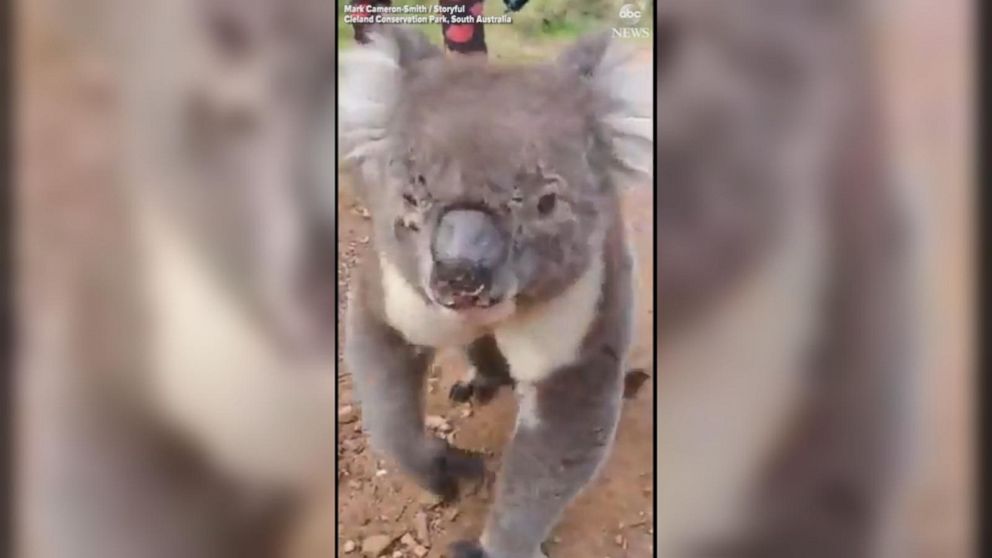 Video Thirsty koala enjoys a drink - ABC News