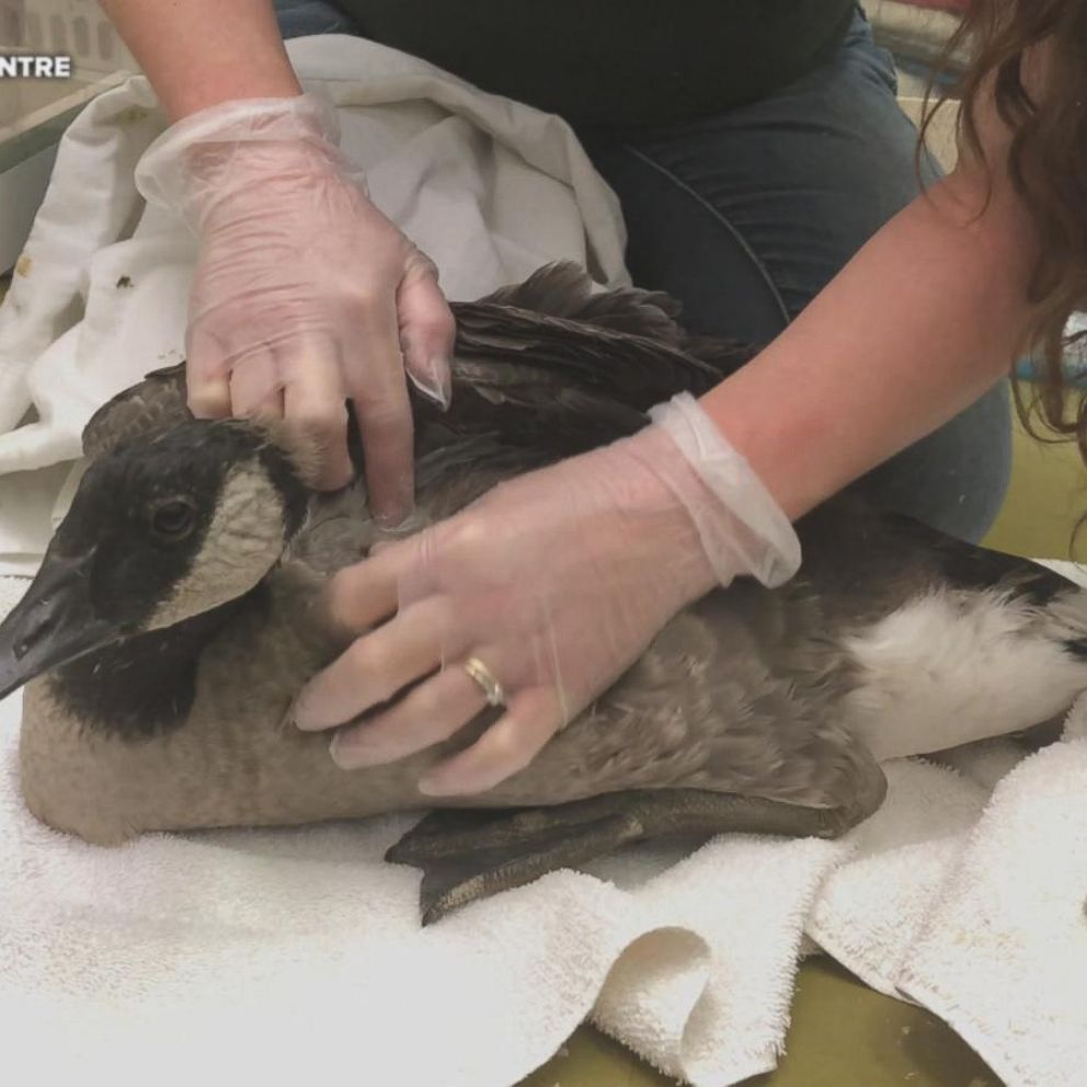 Canada goose discount attack injuries