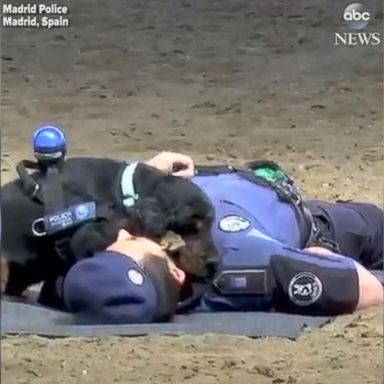 VIDEO: Spanish police dog performs 'CPR' on officer