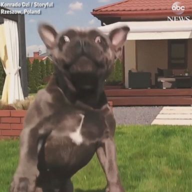 VIDEO: The French bulldog appeared to be guarding its territory against the flying piece of electronics.