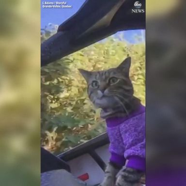 VIDEO: Cat takes a ride on an ATV 