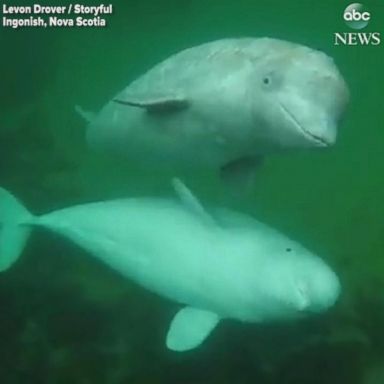 VIDEO: Beluga whales say hi to paddleboarder