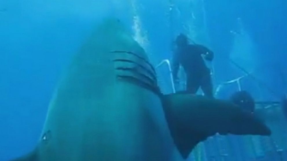 deep blue shark 2017