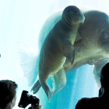 VIDEO: A baby walrus, cliff diving and a Buddha: World in Photos, Aug. 10