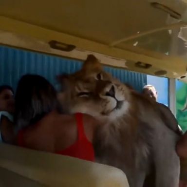 VIDEO: Video released by Taigan Safari Park in Crimea shows a lion climbing over tourists and licking them.