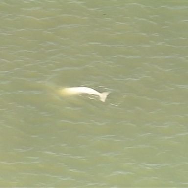 VIDEO: The whale, nicknamed Benny, was first spotted on Tuesday by ecologist Dave Andrews, who posted a video of the whale on Twitter, SkyNews said.