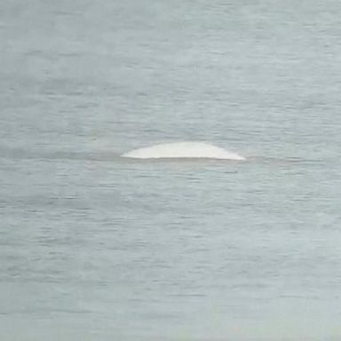 VIDEO: Whale stranded in River Thames