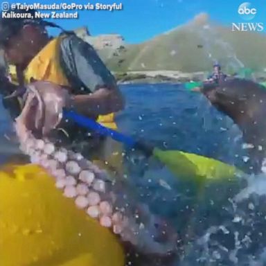 VIDEO: Seal slaps kayaker in the face with octopus