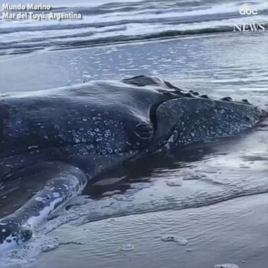 VIDEO: Stranded humpback whale rescued in Argentina