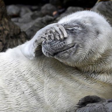 VIDEO: A seal pup, autumn colors and a Florida sunrise: World in Photos Oct. 9, 2018 