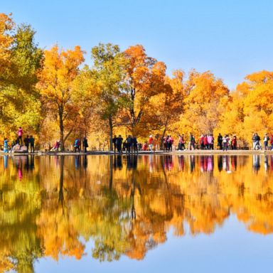 VIDEO: Stunning fall foliage, Day of the Girl Child, swans on a lake: World in Photos, Oct. 11