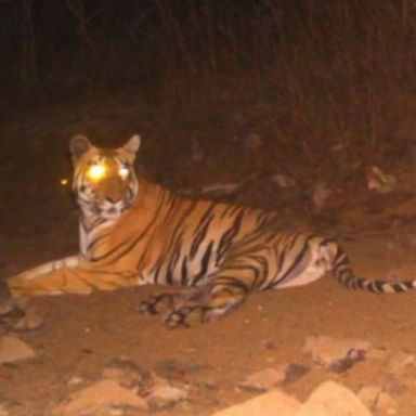 Officials have been looking for the tigress, who they think has killed 13 people.