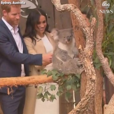 VIDEO: Harry and pregnant Meghan makes friends with a koala