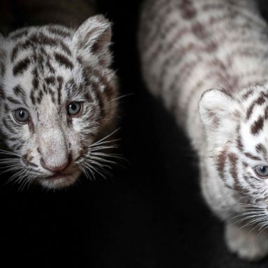 VIDEO: White Bengal tiger cubs, WWII re-enactment, aurora borealis: World in Photos, Oct. 15