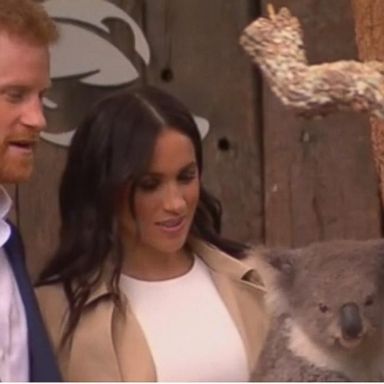 VIDEO: Prince Harry and Meghan Markle meet koalas on first day of tour down under