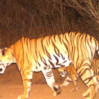 VIDEO: Massive hunt for killer tiger in India