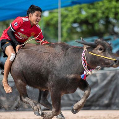 VIDEO: Buffalo races, a Greek trading ship and a nomadic shepherd: World in Photos, Oct. 23