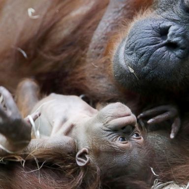 VIDEO: Orangutans embrace, Smurfs exhibition, rice harvest: World in Photos, Oct. 24