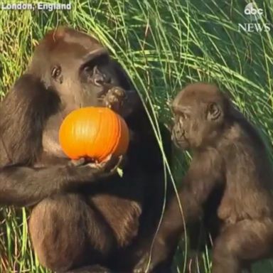 VIDEO: The London Zoo made sure its gorillas, squirrel monkeys and giraffes also got a taste of Halloween, when they filled hollowed out pumpkins with healthy treats for them inside.