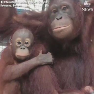 VIDEO: Caretakers placed Anggun with Monti, an adult orangutan, who rose to the challenge and adopted little Anggun as her own.