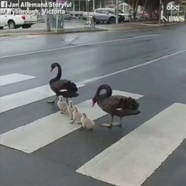 VIDEO: A family of two adult swans and four cygnets proved to be upright citizens of this Australian town when they chose to use the pedestrian crosswalk.