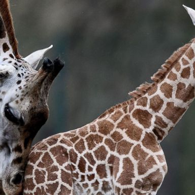 VIDEO: Giraffe cub, migrants and a snowy meadow: World in Photos, Nov. 20