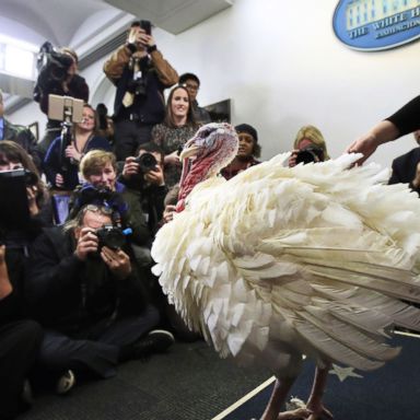 VIDEO: A turkey's press conference, wildfire battle, rebels rest: World in Photos, Nov. 21