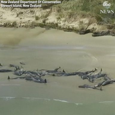 VIDEO: Almost 150 pilot whales die in stranding on New Zealand beach