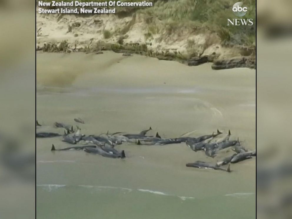 477 pilot whales die, beached on remote New Zealand beaches