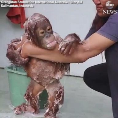 VIDEO: Orphaned baby orangutan enjoys a relaxing bath at a care center