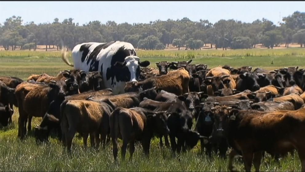 VIDEO: Knickers is believed to be the tallest bovine in Australia.