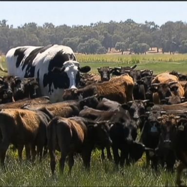 VIDEO: Knickers is believed to be the tallest bovine in Australia.