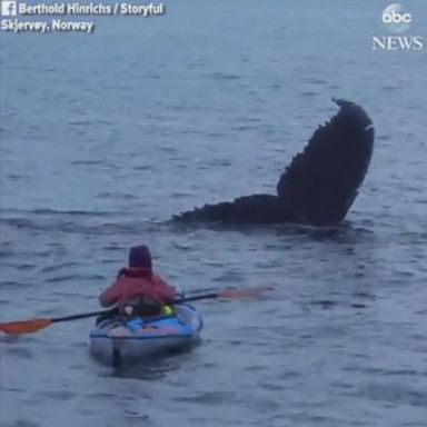 VIDEO: Kayaker gets the thrill of her life as she finds herself paddling with humpback whales during an outing in Norway.