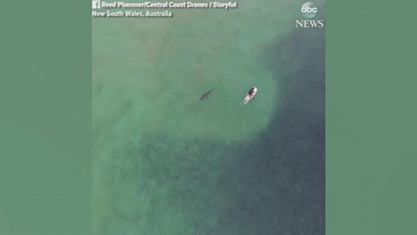 New ESl lesson plans - Drone footage shows shark lurking below paddle boarder