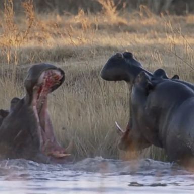 VIDEO: A Florida couple was on a canoe tour when a mother hippo attacked the woman in an attempt to protect her calf, a source close to the family said.