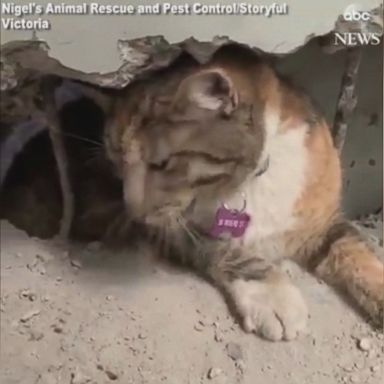 VIDEO: The cat was taken to a local veterinarian to recover after the incident.