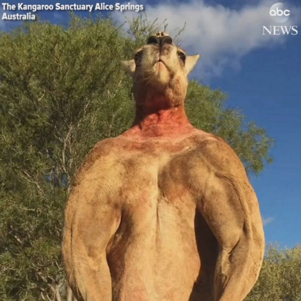 Video Viral Muscle Bound Kangaroo Dies At Age 12 Abc News 4058