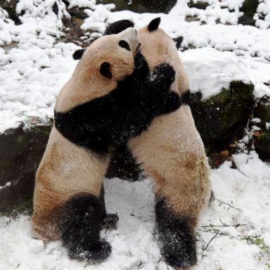 VIDEO: Snowy pandas, 'Fearless Girl' statue, Guadalupan devotees: World in Photos, Dec. 11