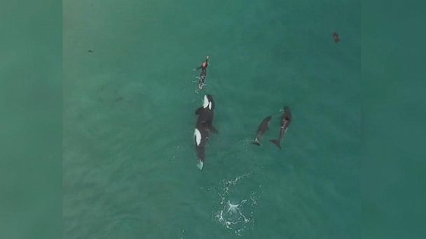 Video Part of the pod: Swimmer joined by killer whales - ABC News