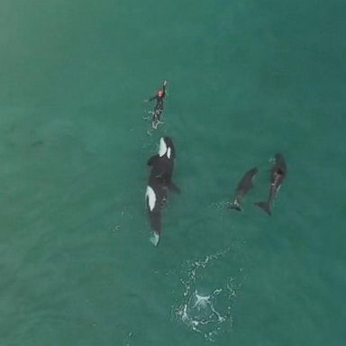 VIDEO: Part of the pod: Swimmer joined by killer whales