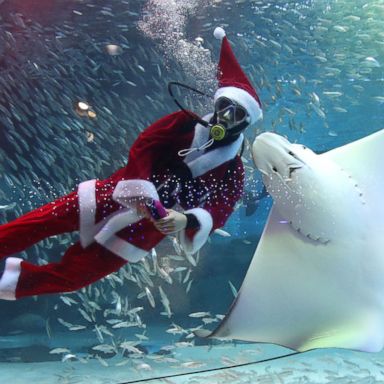 VIDEO: A diving Santa, fishing in Russia, elections in India: World in Photos, Dec. 14