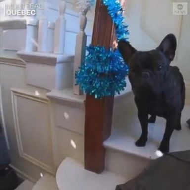 VIDEO: When sunlight shines through a window in this home, a disco ball's reflection sends light beams across the room, to the delight of this excited French bulldog.