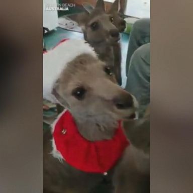 VIDEO: One kangaroo is getting into the holiday spirit, dressed up as Santa Claus - red hat and all - at the Our Haven Wildlife Shelter in Australia. 