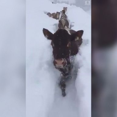 VIDEO: A herd of determined cattle wade through deep snow as a winter storm brought avalanche warnings and snarled traffic around parts of Austria.